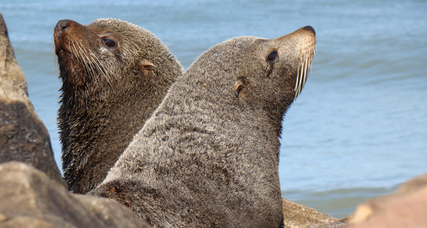 South American fur seals