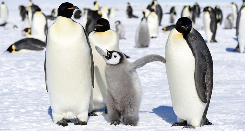 one baby and two adult emperor penguins