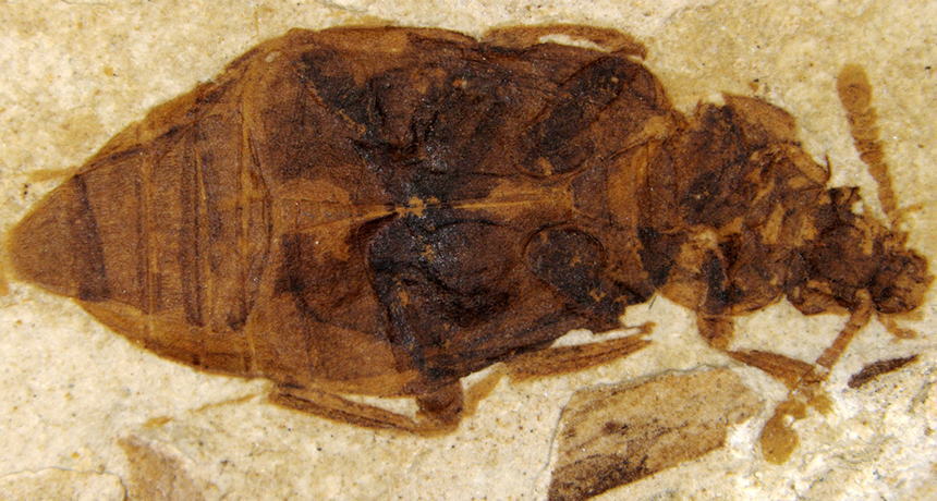 Fossil carrion beetle