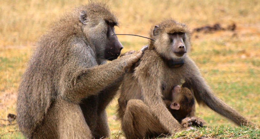 yellow baboons grooming