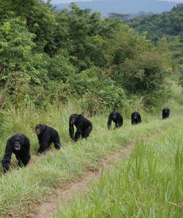 chimp patrol in line
