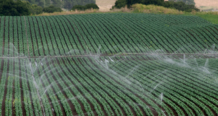 Agricultural fields