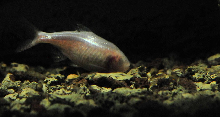 Blind, cave-dwelling cavefish