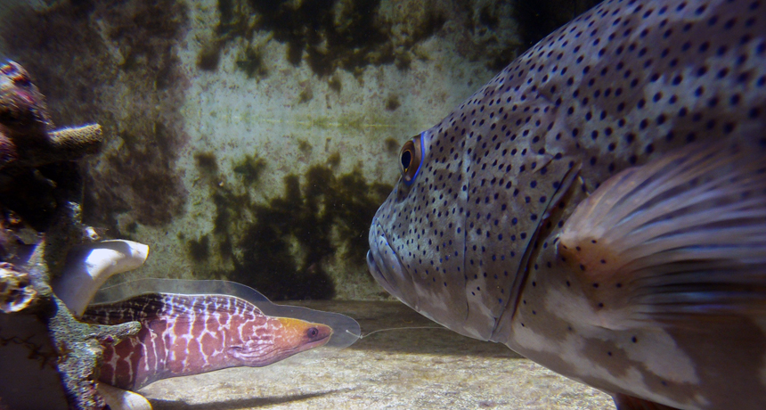 coral trout and a moray eel