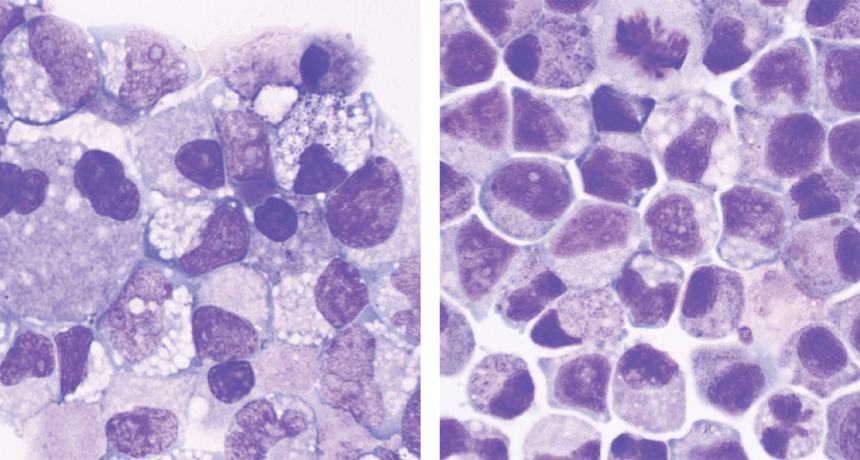 stem cells