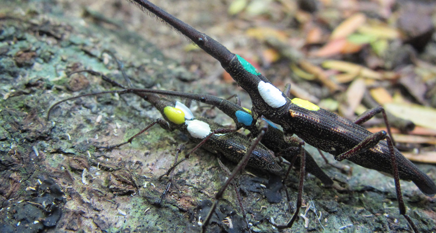 giraffe weevils