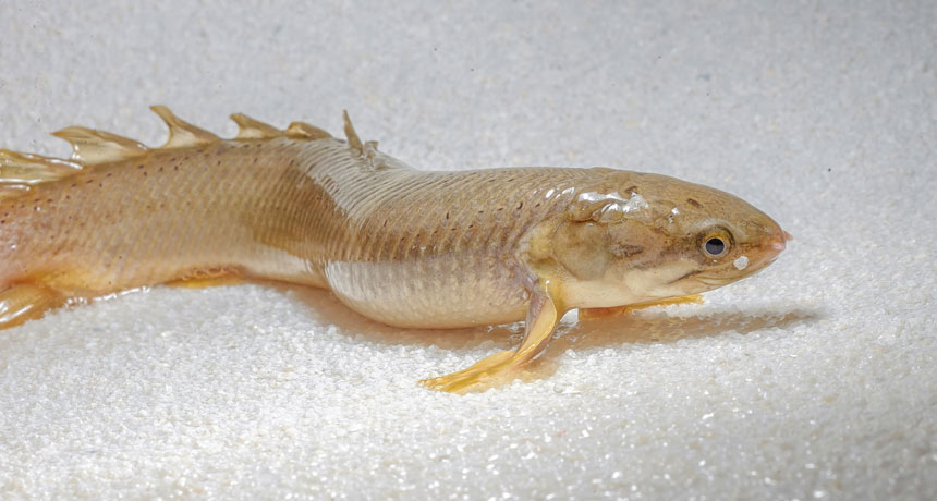 Senegal bichir walking