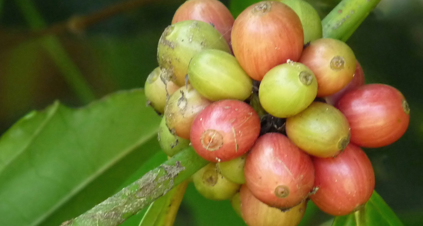 coffee plant