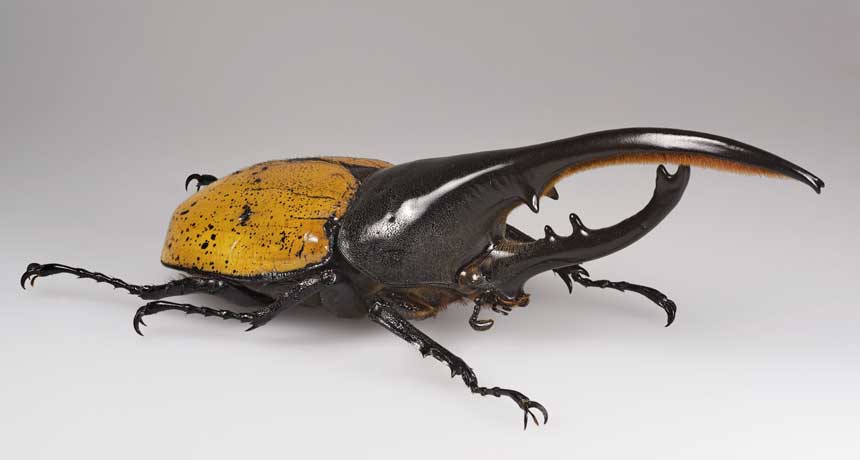Hercules beetle (Dynastes hercules)