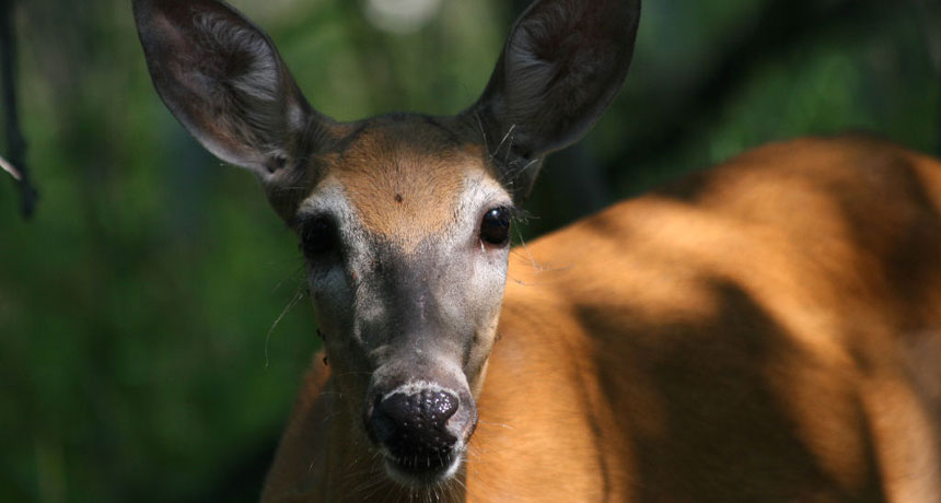 deer