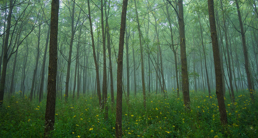 trees in a forest
