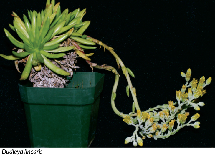 Dudleya linearis