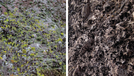 lichen