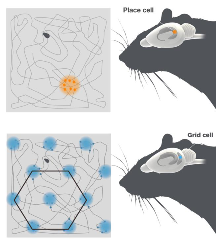 illustration of place cells and grid cells