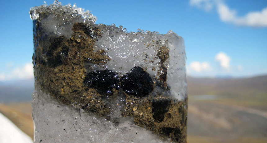 700-year-old caribou feces preserved in ice core