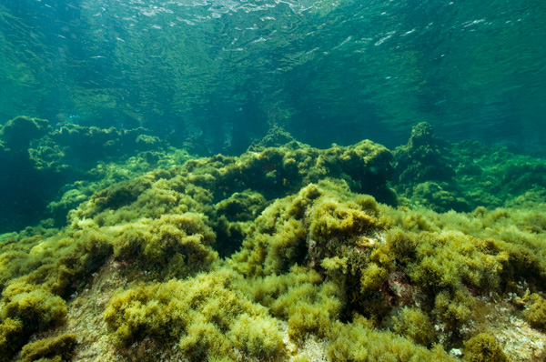 Algae