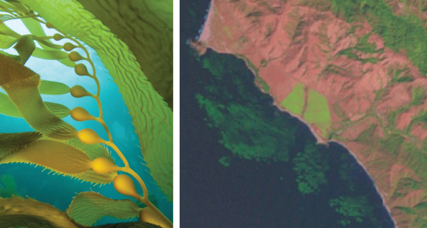 Beds of kelp (left); satellite image (right)