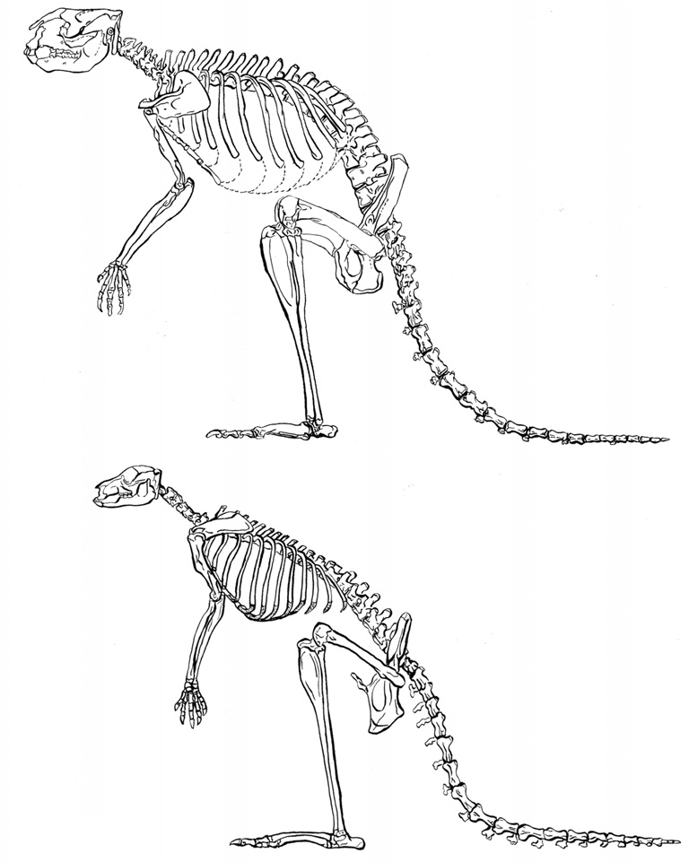 Отделы скелета млекопитающих животных. Строение скелета сумчатых. Скелет кенгуру строение. Отряд сумчатые внутреннее строение. Строение сумчатых млекопитающих.
