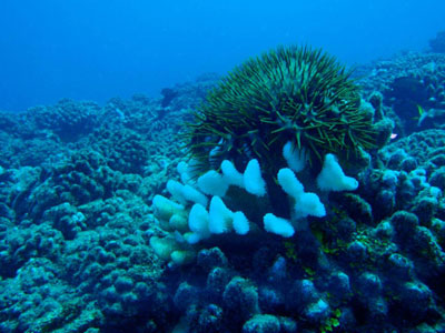 sea stars attacking coral