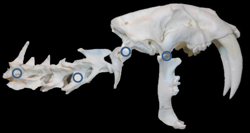 saber-toothed cat