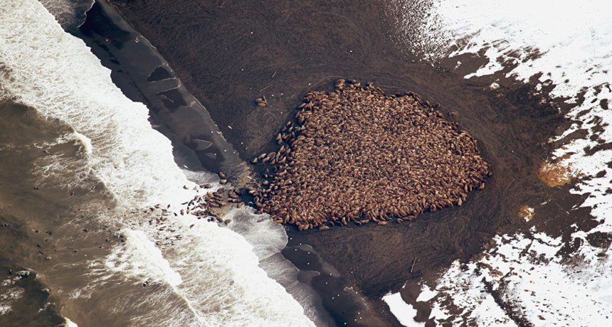 walrus group