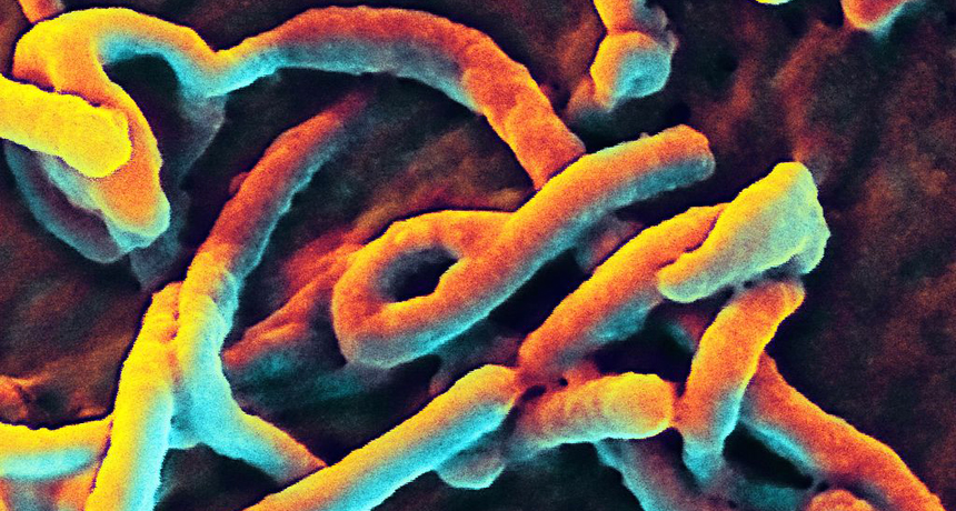 Ebola virus