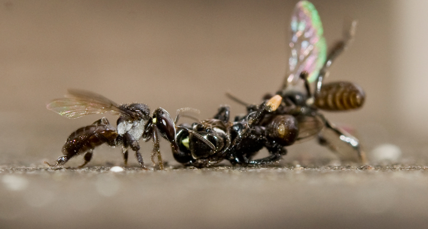 bees fighting