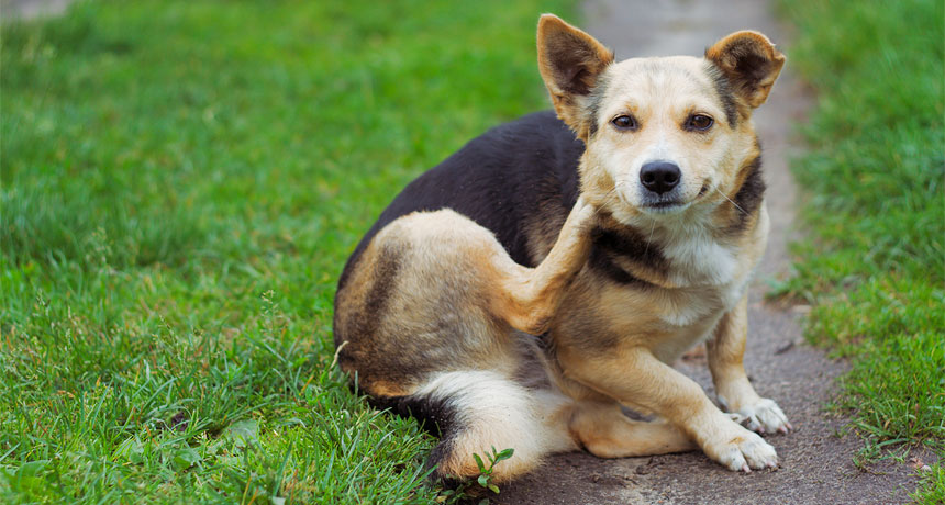 dog scratching
