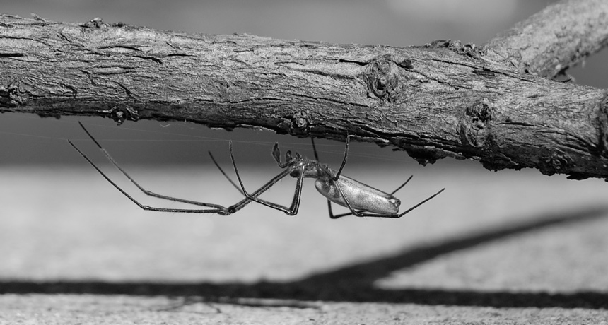 A long-jawed spider