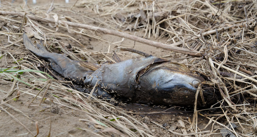 rotting fish