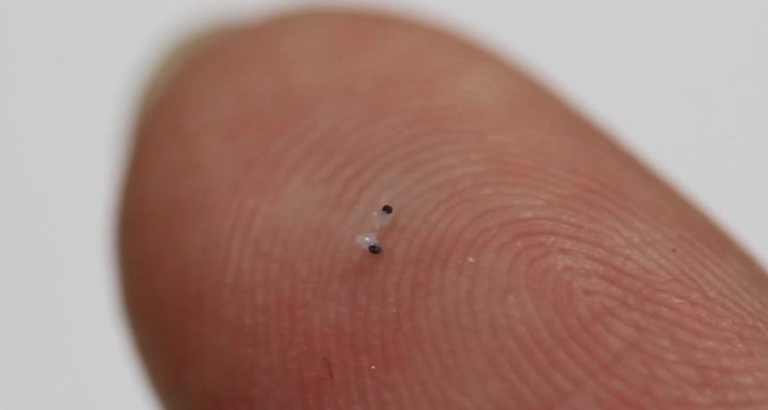micro-scallop