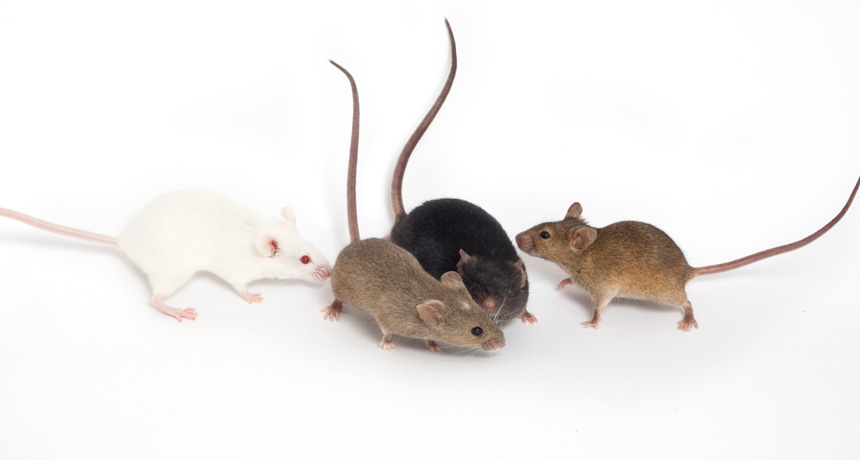 genetically diverse mice