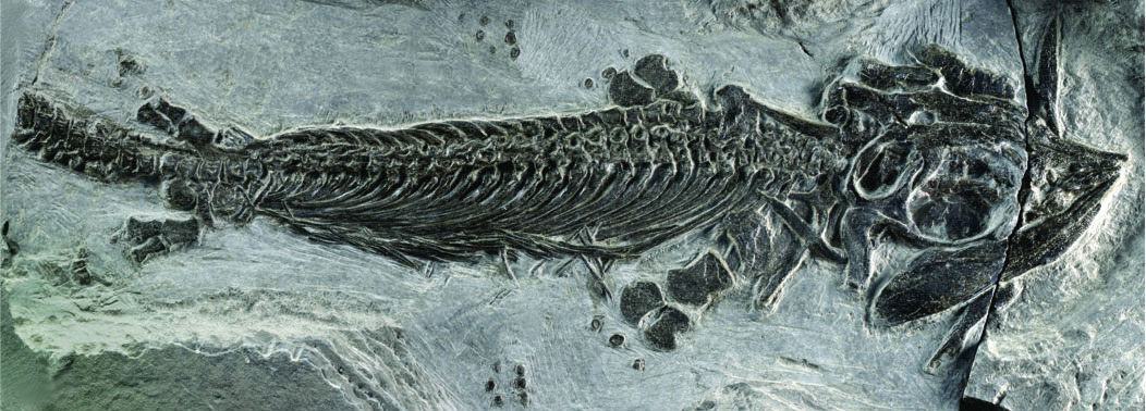 skeleton of a marine reptile