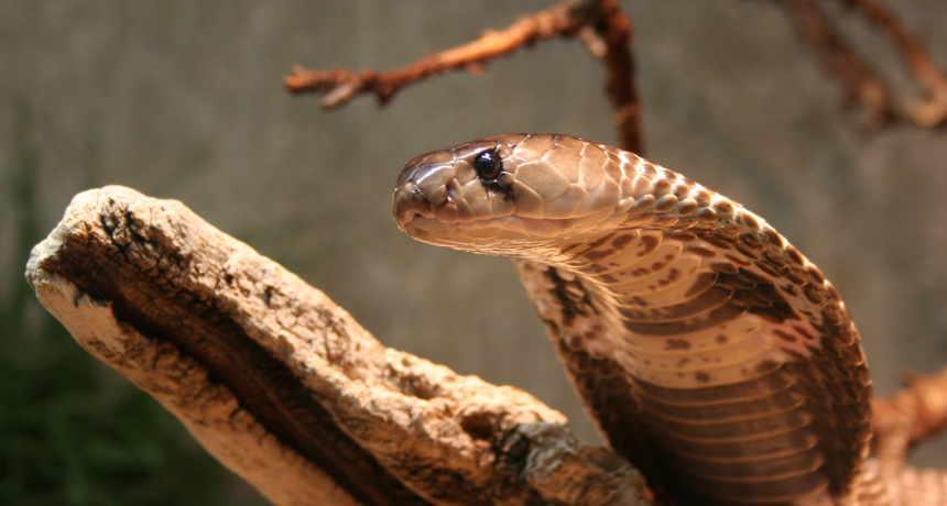 cobra