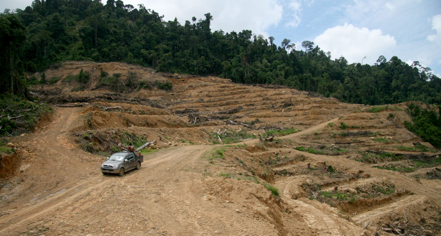 deforestation