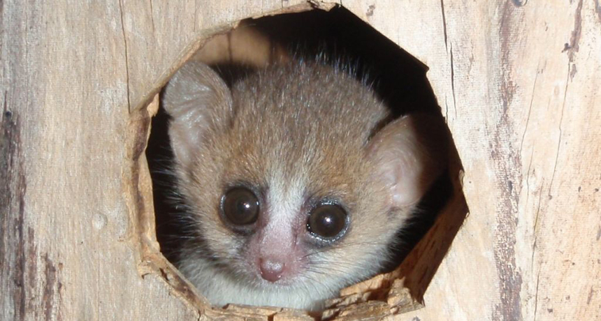 mouse lemur infant