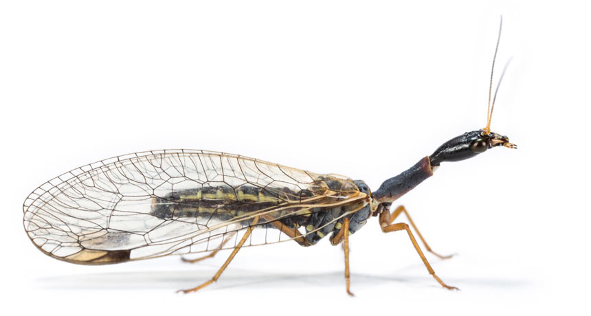 snakeflies