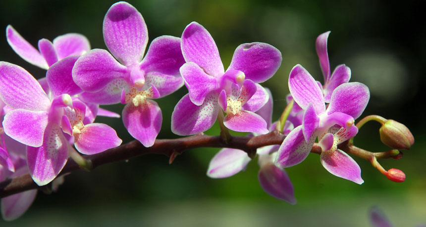 Phalaenopsis equestris orchid