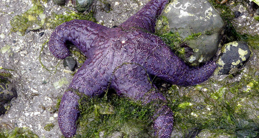 Ochre sea star