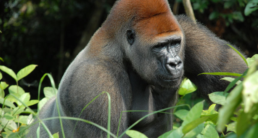 Gorilla