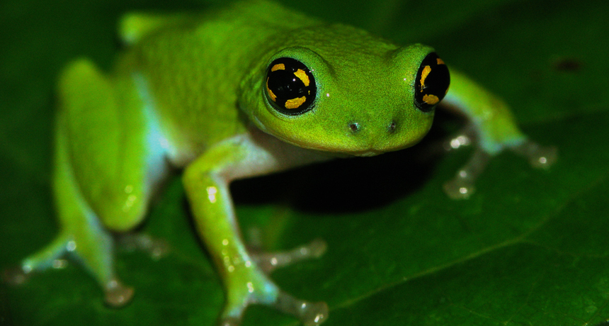 Male white-spotted bush frog