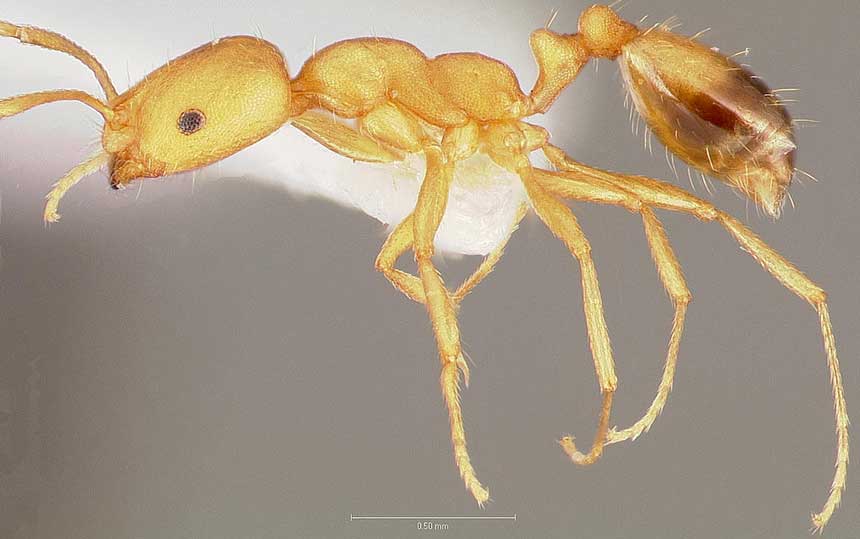 pharoah ant