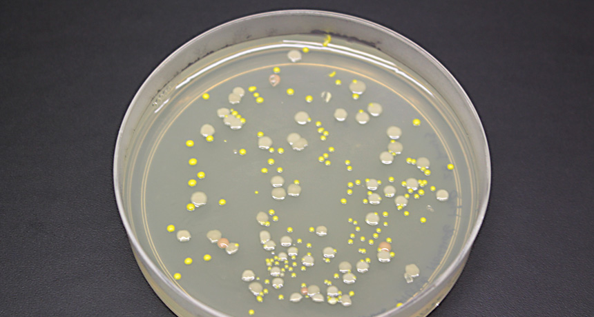 Active bacterial communities