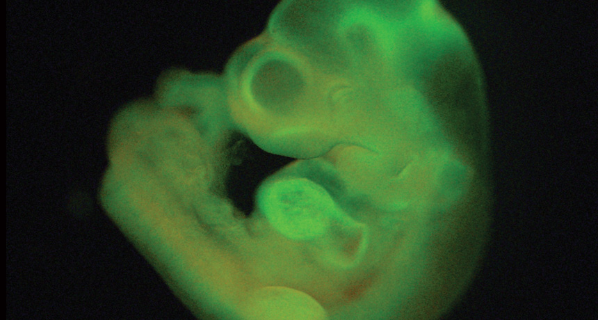 mouse fetus