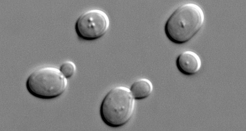 yeast cells