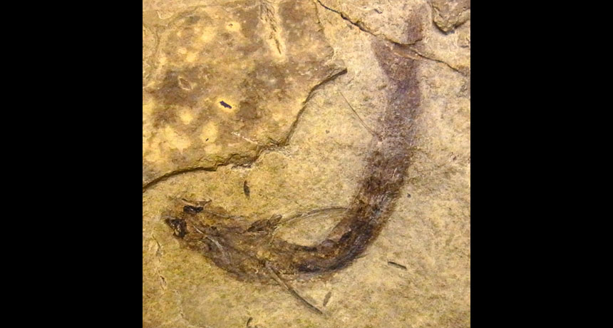 preserved fish