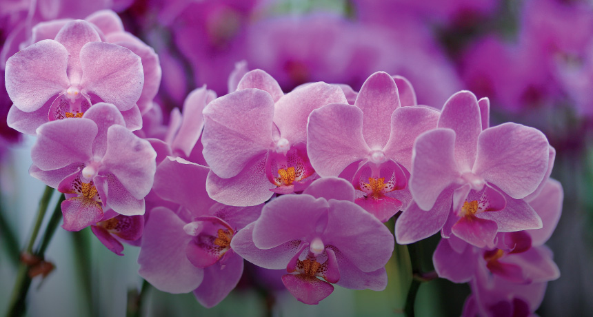 orchids