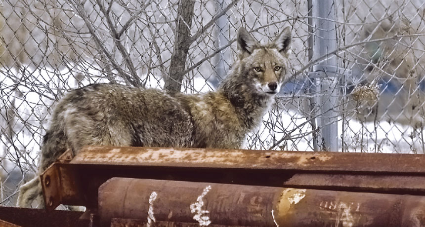 Coyotes among wildlife found at YPG, Article