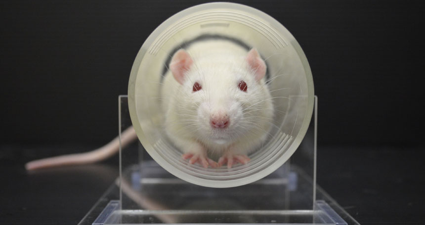 rat in a tube