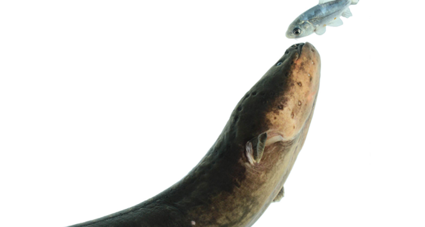 eel and prey